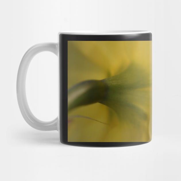 Backside of a Daffodil by ToniaDelozier